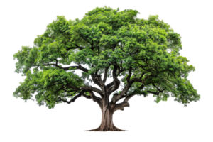 ai generado lozano verde árbol png