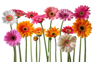 ai genererad färgrik gerbera daisy png