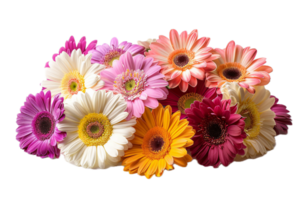 AI generated Colorful Gerbera Daisies png