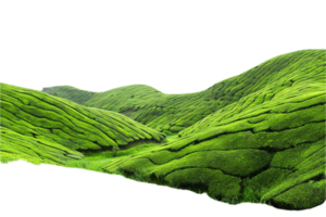 ai généré ondulé vert thé champ panoramique png