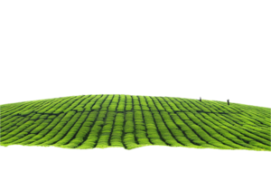ai gegenereerd golvend groen thee veld- panoramisch PNG