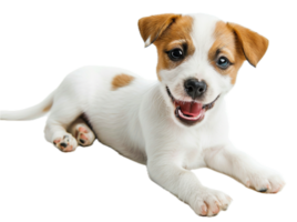 AI generated Happy Jack Russell Terrier Puppy Lying Down png
