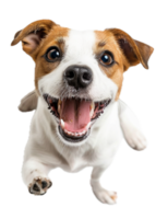 ai generiert glücklich Jack Russell Terrier Hündchen Lügen Nieder png