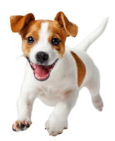ai generiert glücklich Jack Russell Terrier Hündchen Lügen Nieder png