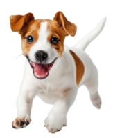 ai gerado feliz jack russell terrier cachorro deitado baixa png