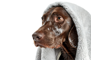 ai generado Weimaraner perro envuelto en un acogedor toalla png