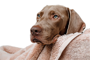 ai generato Weimaraner cane avvolto nel un' accogliente asciugamano png