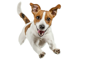 AI generated Energetic Speckled Dog Leaping in the Air png