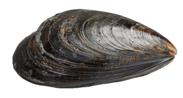 AI generated Fresh Closed Mussel Shell png