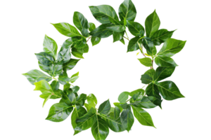 AI generated Green Leafy Wreath png