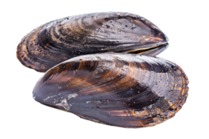 AI generated Fresh Closed Mussel Shell png