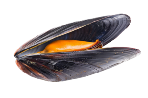 AI generated Fresh Closed Mussel Shell png