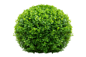 AI generated Lush Green Bush png