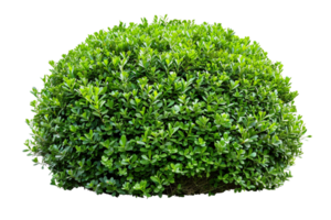 ai généré luxuriant vert buisson png