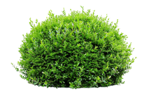 AI generated Lush Green Bush png