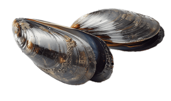 ai generado Fresco cerrado mejillón cáscara png