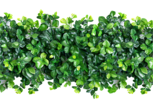 ai generato lussureggiante verde foglia siepe png