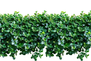 AI generated Lush Green Leaf Hedge png