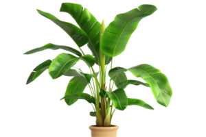AI generated Potted Bird of Paradise Plant png
