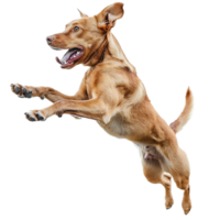 ai gegenereerd energiek gespikkeld hond springend in de lucht PNG