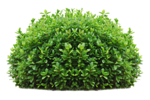 ai généré luxuriant vert buisson png