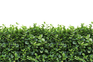 AI generated Lush Green Leaf Hedge png
