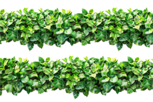 ai generiert üppig Grün Blatt Hecke png