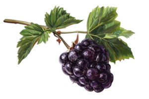 AI generated Ripe Blackberries with Leaves png