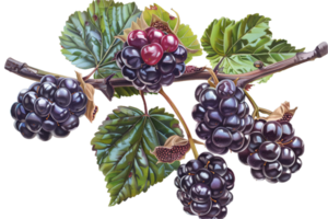 ai generiert reif Brombeeren mit Blätter png