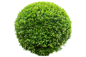 AI generated Lush Green Bush png