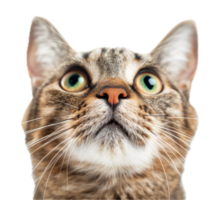 ai généré surpris chat avec ouvert bouche png