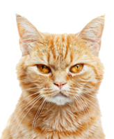 ai generado popa jengibre gato con intenso mirada png