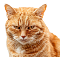 ai generado popa jengibre gato con intenso mirada png