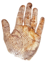 AI generated Detailed Human Palm Showing Lines and Textures png