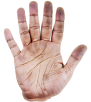AI generated Detailed Human Palm Showing Lines and Textures png