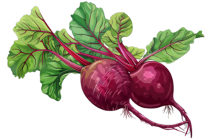 AI generated Fresh Beetroots with Leaves png