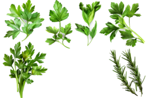 AI generated Fresh Parsley Leaves png