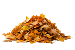 AI generated Pile of Autumn Leaves png