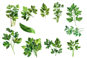 AI generated Fresh Parsley Leaves png