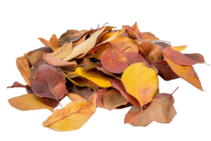 AI generated Pile of Autumn Leaves png