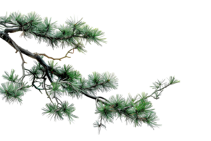 AI generated Frosted Pine Branch png