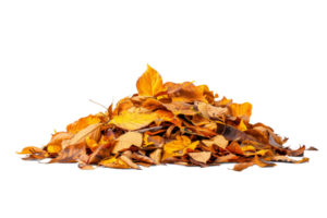 AI generated Pile of Autumn Leaves png