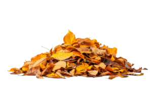 AI generated Pile of Autumn Leaves png