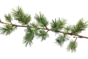 AI generated Frosted Pine Branch png