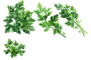 AI generated Fresh Parsley Leaves png