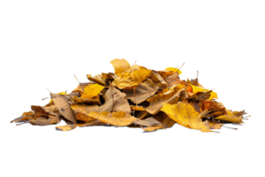 ai généré pile de l'automne feuilles png