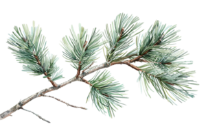 AI generated Frosted Pine Branch png