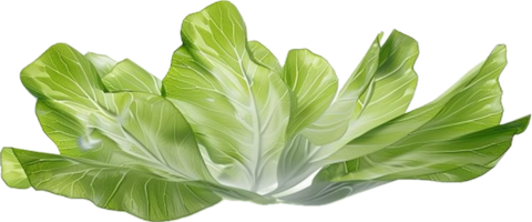 AI generated Fresh Bok Choy Leafy Green Vegetable png