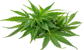 AI generated Cannabis Plant with Visible Buds png