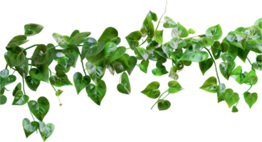 AI generated Lush Green Pothos Plant Leaves png